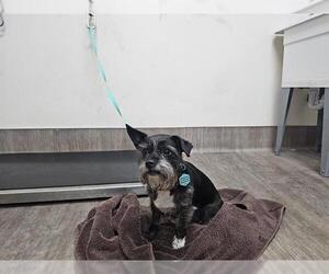 Brussels Griffon-Unknown Mix Dogs for adoption in Pasadena, CA, USA