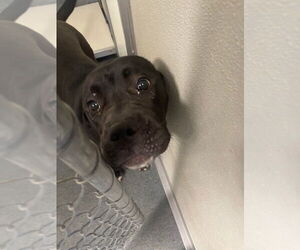 Labrador Retriever-Unknown Mix Dogs for adoption in Glen Allen, VA, USA