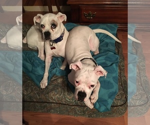 Boxer Dogs for adoption in Texarkana, TX, USA