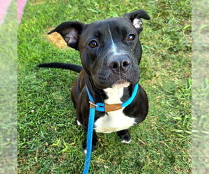 American Pit Bull Terrier Dogs for adoption in Long Beach, CA, USA