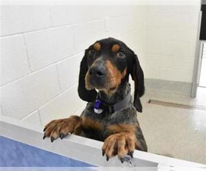 Bluetick Coonhound Dogs for adoption in Fort Collins, CO, USA