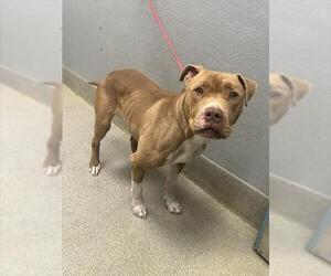 Mutt Dogs for adoption in Las Vegas, NV, USA