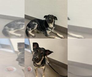 German Shepherd Dog-Unknown Mix Dogs for adoption in HESPERIA, CA, USA