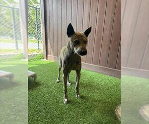 Unknown-Whippet Mix Dogs for adoption in Camarillo, CA, USA