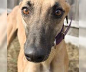 Greyhound Dogs for adoption in Grandville, MI, USA