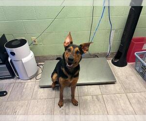German Shepherd Dog-Unknown Mix Dogs for adoption in Grand Prairie, TX, USA