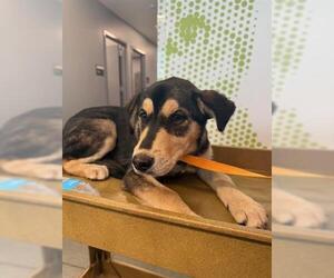 Labrador Retriever-Unknown Mix Dogs for adoption in San Martin, CA, USA
