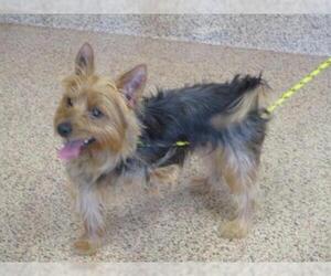 Silky Terrier Dogs for adoption in Springfield, MA, USA