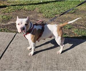 American Pit Bull Terrier Dogs for adoption in Pasadena, TX, USA