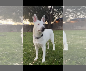 Mutt Dogs for adoption in San Francisco, CA, USA