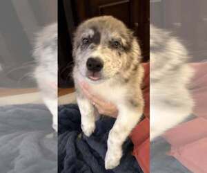 Australian Shepherd-Unknown Mix Dogs for adoption in Mechanicsburg, PA, USA