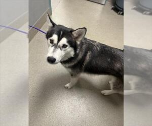 Siberian Husky-Unknown Mix Dogs for adoption in Las Vegas, NV, USA