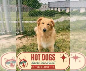 Collie Dogs for adoption in Toronto, Ontario, Canada