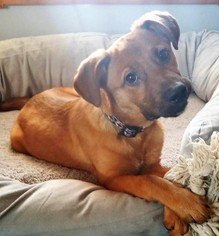 Golden Labrador Dogs for adoption in Mukwonago, WI, USA