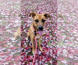 Retriever -Unknown Mix Dogs for adoption in Rockaway, NJ, USA
