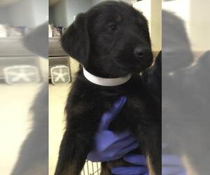 German Shepherd Dog Dogs for adoption in Riverside, CA, USA