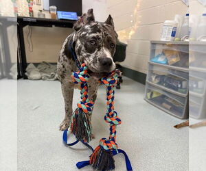 Mastiff Dogs for adoption in Boston, MA, USA