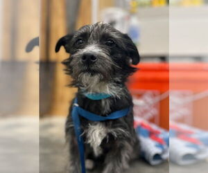Mutt Dogs for adoption in Claremore, OK, USA