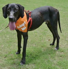Great Dane Dogs for adoption in Helena, AL, USA
