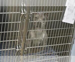 American Pit Bull Terrier Dogs for adoption in Decatur, IL, USA
