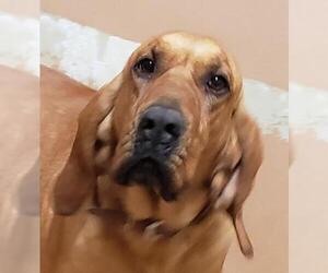 Bloodhound Dogs for adoption in Lovingston, VA, USA