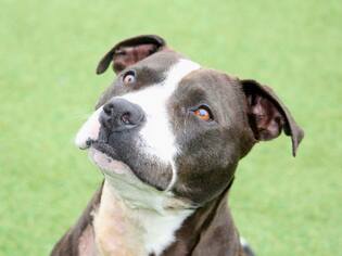 American Pit Bull Terrier-Unknown Mix Dogs for adoption in Grass Valley, CA, USA