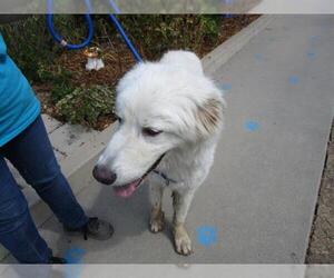Great Pyrenees Dogs for adoption in Ojai, CA, USA