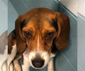 Beagle Dogs for adoption in Missoula, MT, USA