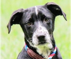 Borador Dogs for adoption in Yardley, PA, USA