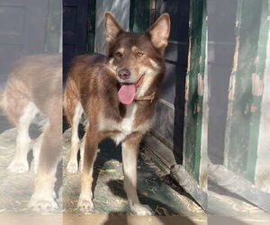 - Mix Dogs for adoption in Woodland, CA, USA