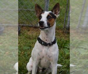 Jack Russell Terrier-Unknown Mix Dogs for adoption in Franklin, IN, USA