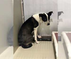 Mutt Dogs for adoption in Bakersfield, CA, USA