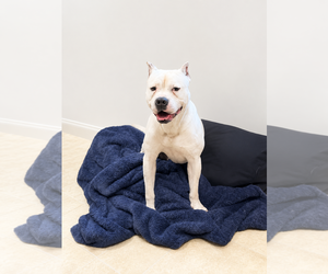 American Bulldog Dogs for adoption in Raleigh, NC, USA