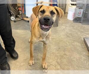 American Pit Bull Terrier-Unknown Mix Dogs for adoption in Corona, CA, USA