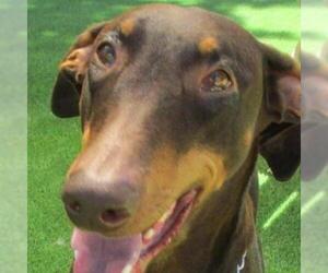 Doberman Pinscher Dogs for adoption in Pleasanton, CA, USA