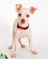 Medium Photo #1 Chihuahua-Unknown Mix Puppy For Sale in savannah, GA, USA