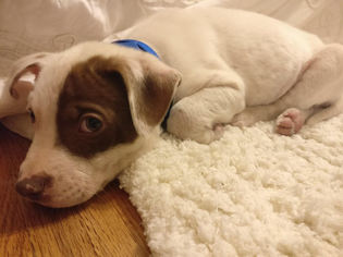 Medium Photo #1 Bulldog-Unknown Mix Puppy For Sale in Tallahassee, FL, USA