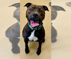 Medium Photo #1 American Pit Bull Terrier Puppy For Sale in Derwood, MD, USA