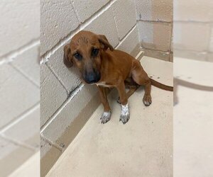 Bloodhound Dogs for adoption in Lufkin, TX, USA