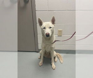 Siberian Husky Dogs for adoption in St. Cloud, FL, USA