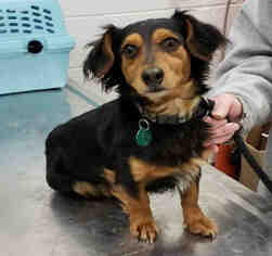 Chiweenie Dogs for adoption in Peoria, IL, USA
