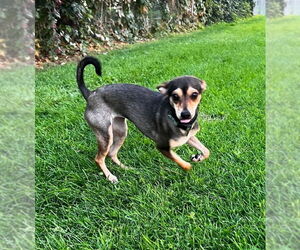 Chihuahua-Unknown Mix Dogs for adoption in Salt Lake City, UT, USA