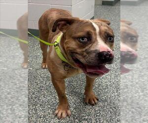 Catahoula Leopard Dog-Unknown Mix Dogs for adoption in Salisbury, NC, USA