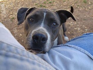 American Pit Bull Terrier Dogs for adoption in Athens, AL, USA