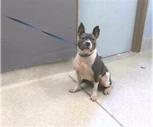 Staffordshire Bull Terrier Dogs for adoption in Tallahassee, FL, USA