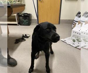 Labrador Retriever Dogs for adoption in Modesto, CA, USA