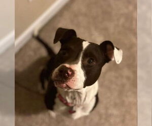 American Pit Bull Terrier-Unknown Mix Dogs for adoption in Jacksonville, NC, USA