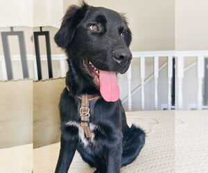 Australian Shepherd-Unknown Mix Dogs for adoption in Princeton, MN, USA