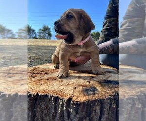 Basset Hound-Unknown Mix Dogs for adoption in garner, NC, USA