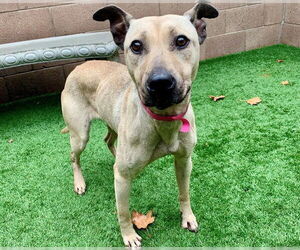 Chinese Shar-Pei-Unknown Mix Dogs for adoption in Moreno Valley, CA, USA